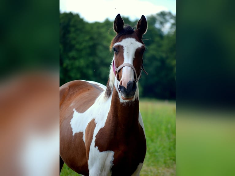 Trakehner Giumenta 2 Anni Pezzato in Bismark