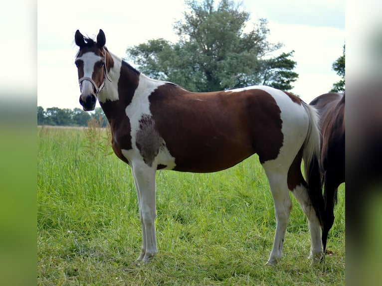 Trakehner Giumenta 2 Anni Pezzato in Bismark