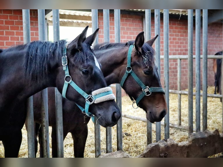 Trakehner Giumenta 3 Anni 158 cm Baio in Düsseldorf