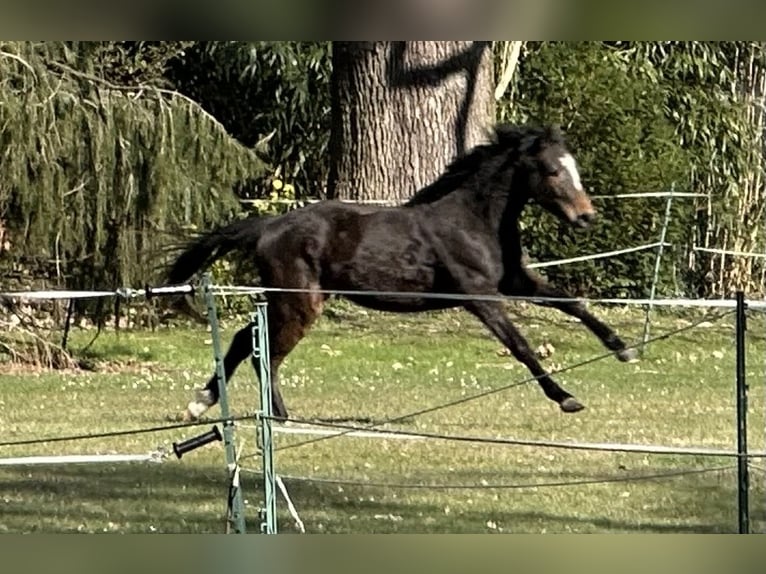Trakehner Giumenta 3 Anni 160 cm Baio in Langenhagen