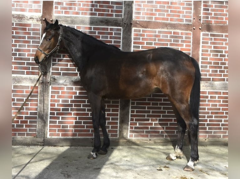 Trakehner Giumenta 3 Anni 160 cm Baio in Langenhagen