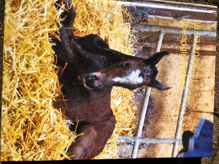 Trakehner Giumenta 3 Anni 160 cm Baio in Langenhagen