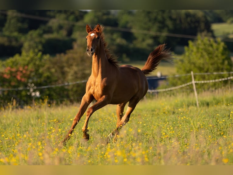 Trakehner Giumenta 3 Anni 160 cm Sauro in Bad Nauheim
