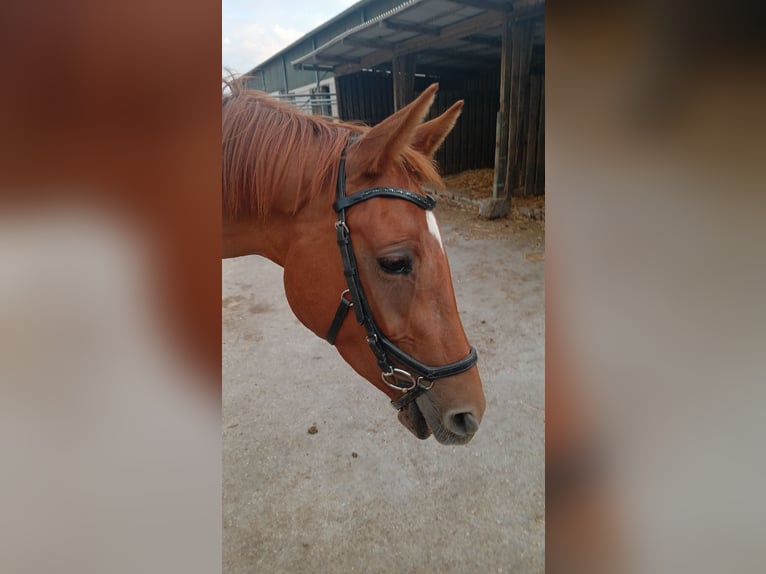 Trakehner Giumenta 3 Anni 160 cm Sauro in Bad Nauheim