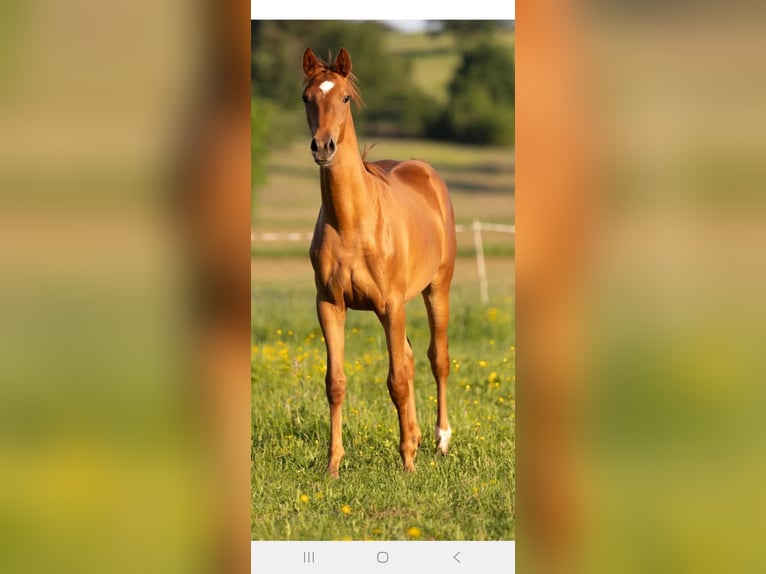 Trakehner Giumenta 3 Anni 160 cm Sauro in Bad Nauheim