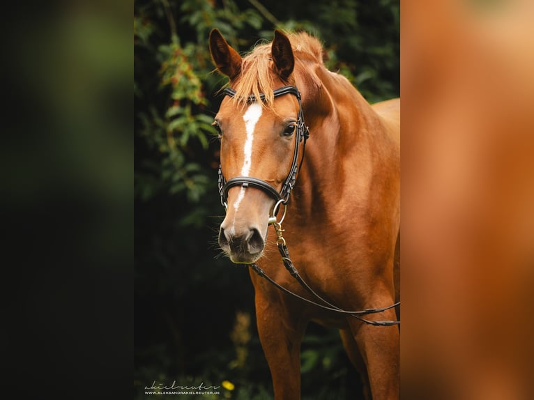 Trakehner Giumenta 3 Anni 160 cm Sauro in Wandlitz