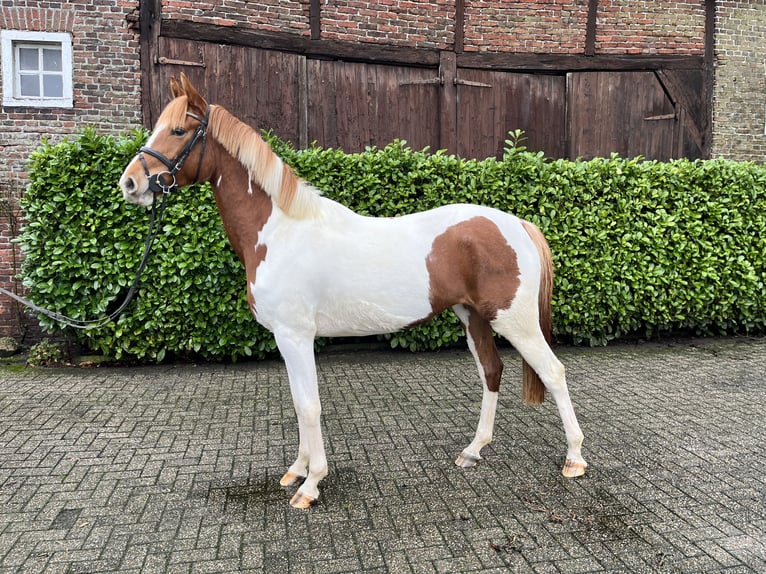 Trakehner Giumenta 3 Anni 161 cm Pezzato in Borken