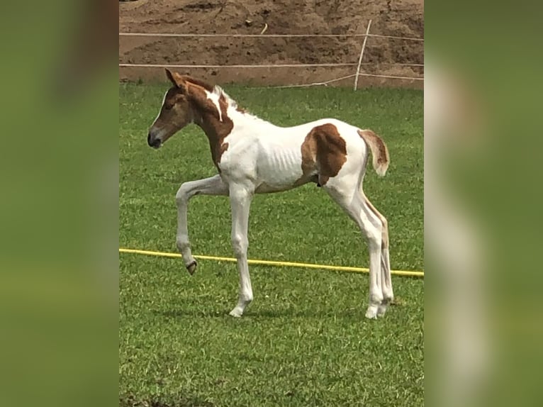 Trakehner Giumenta 3 Anni 161 cm Pezzato in Borken