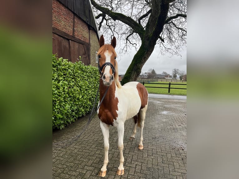 Trakehner Giumenta 3 Anni 161 cm Pezzato in Borken