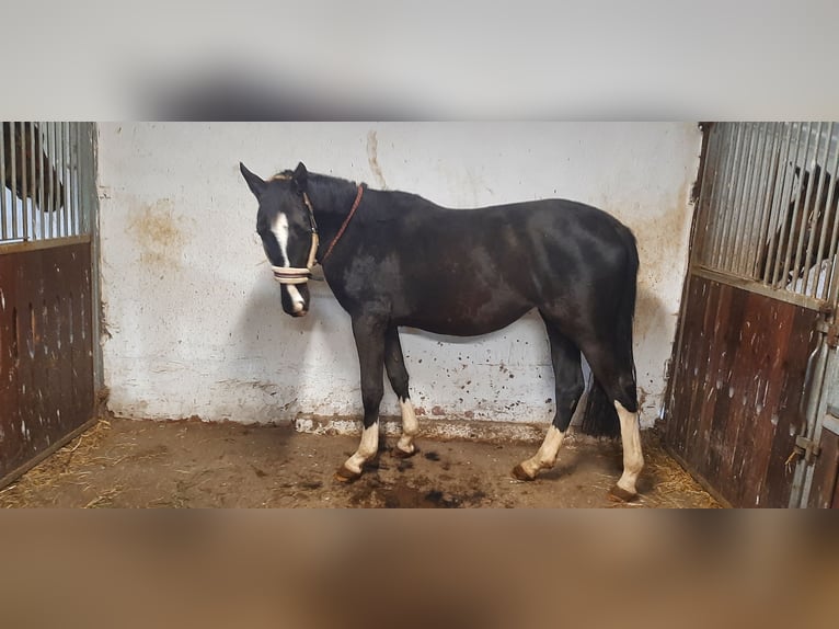 Trakehner Giumenta 3 Anni 162 cm Baio nero in Otterndorf