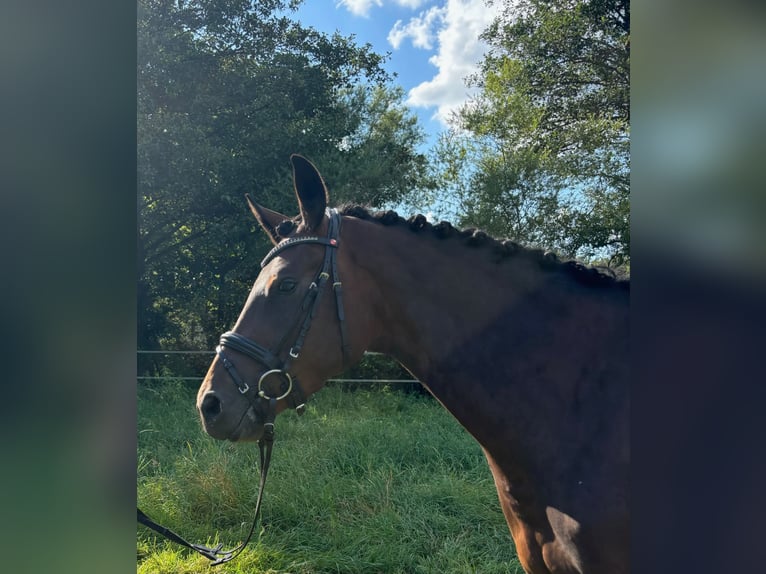 Trakehner Giumenta 3 Anni 163 cm Baio in Schlangen