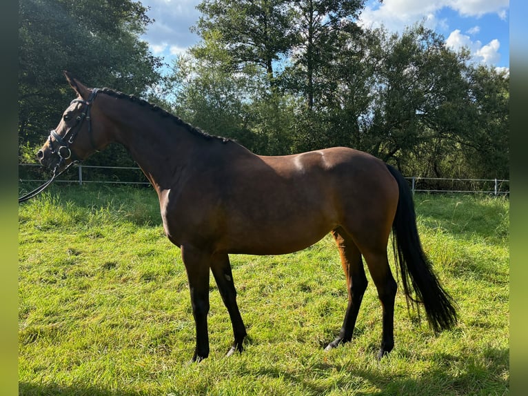 Trakehner Giumenta 3 Anni 163 cm Baio in Schlangen