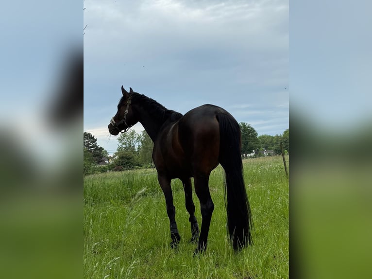 Trakehner Giumenta 3 Anni 163 cm Baio in Schlangen