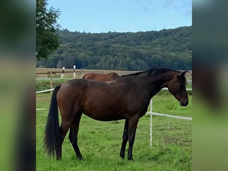 Trakehner Giumenta 3 Anni 163 cm Baio in Schlangen