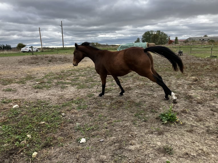 Trakehner Giumenta 3 Anni 163 cm Baio in Päwesin