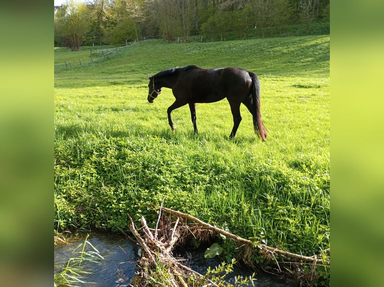 Trakehner Giumenta 3 Anni 163 cm Baio nero in Diemelsee