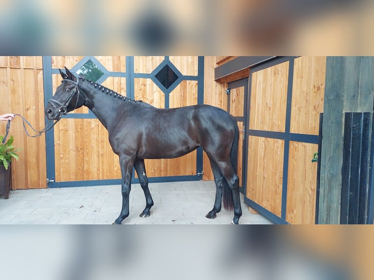 Trakehner Giumenta 3 Anni 163 cm Baio nero in Diemelsee