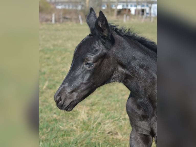 Trakehner Giumenta 3 Anni 163 cm Morello in Uslar