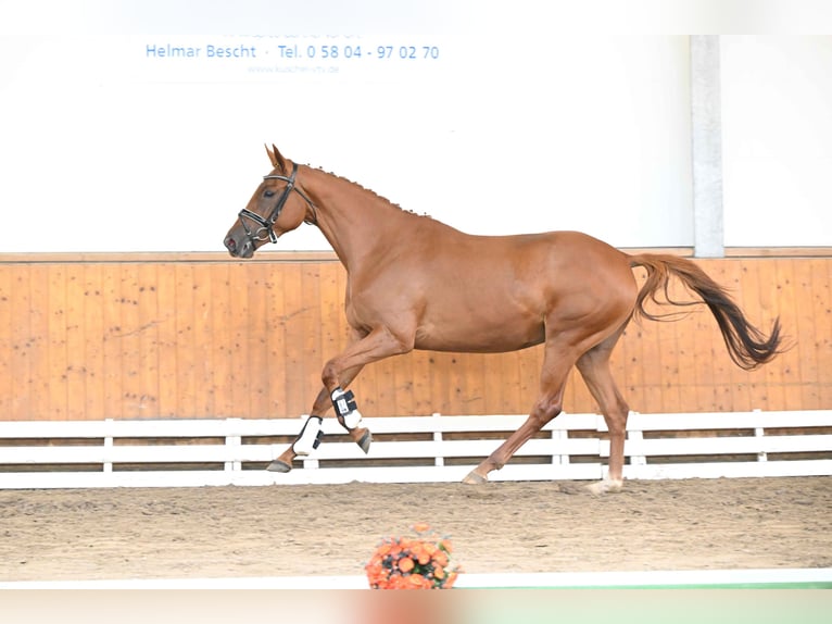 Trakehner Giumenta 3 Anni 163 cm Sauro in Weste