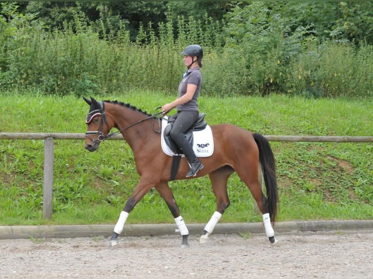 Trakehner Giumenta 3 Anni 164 cm Baio in Wellheim