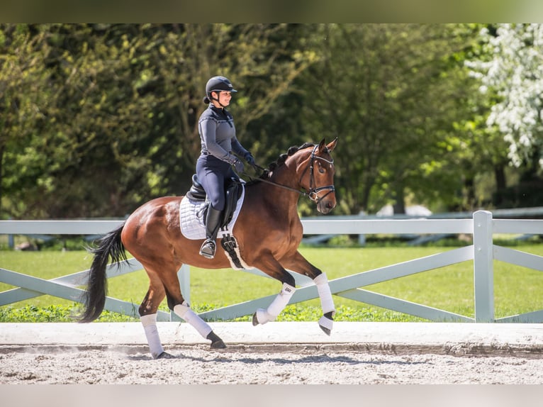 Trakehner Giumenta 3 Anni 164 cm Baio in Panker