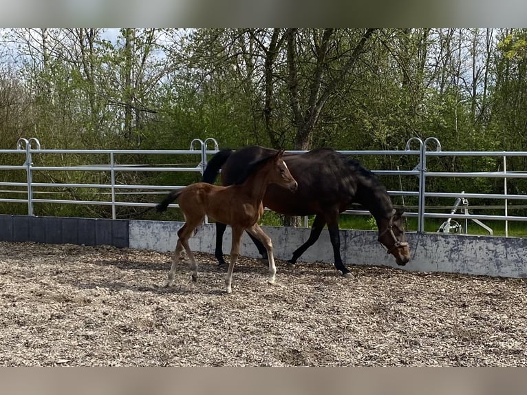 Trakehner Giumenta 3 Anni 165 cm Baio in Günzburg
