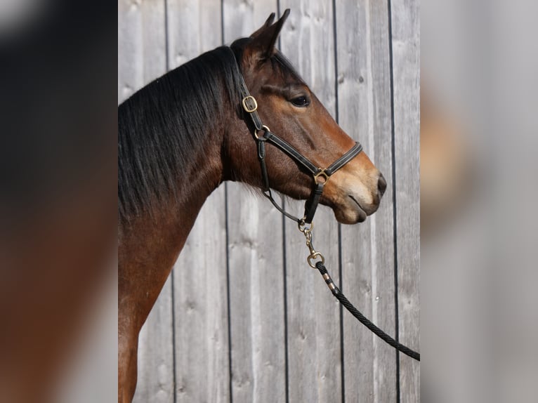 Trakehner Giumenta 3 Anni 165 cm Baio in Günzburg