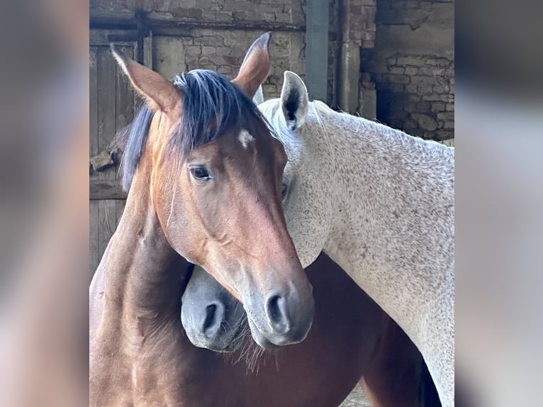 Trakehner Giumenta 3 Anni 165 cm Baio in Langenhagen