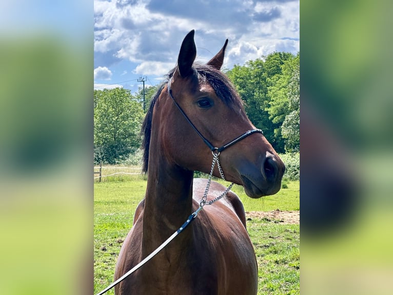 Trakehner Giumenta 3 Anni 165 cm Baio in Langenhagen