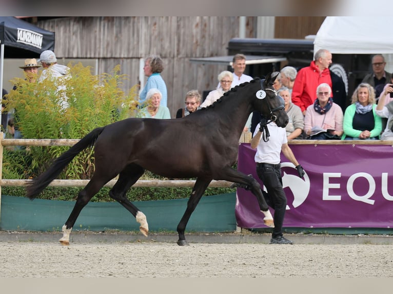Trakehner Giumenta 3 Anni 165 cm Morello in Geldern