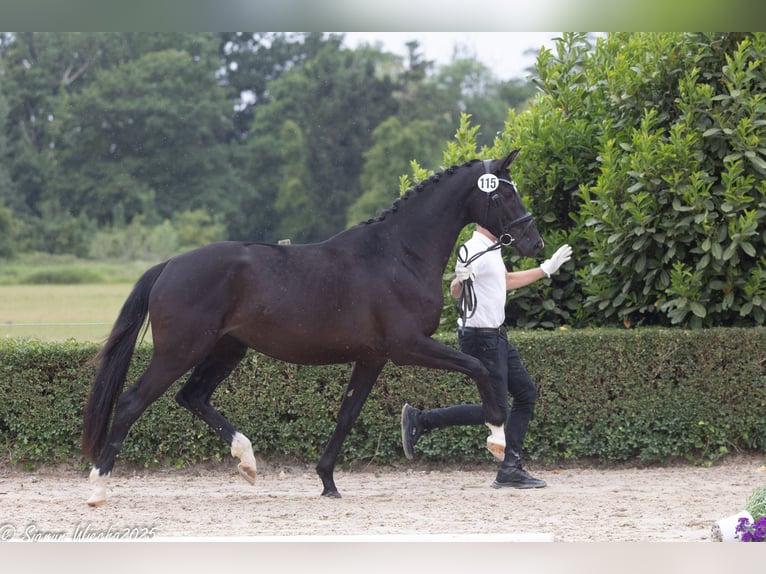 Trakehner Giumenta 3 Anni 165 cm Morello in Geldern