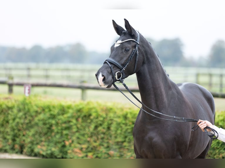 Trakehner Giumenta 3 Anni 165 cm Morello in Geldern