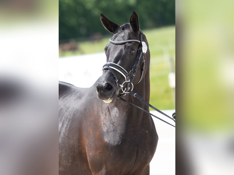 Trakehner Giumenta 3 Anni 165 cm Morello in Hessen
