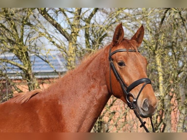 Trakehner Giumenta 3 Anni 165 cm Sauro in Heidekrug