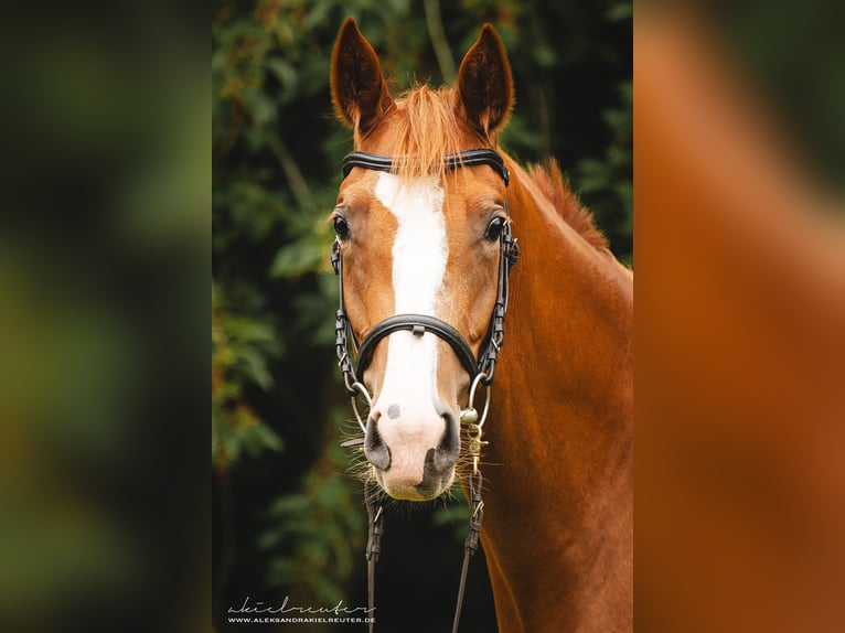 Trakehner Giumenta 3 Anni 165 cm Sauro in Wandlitz