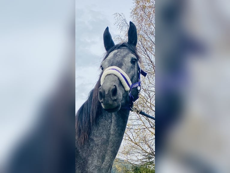 Trakehner Giumenta 3 Anni 166 cm Grigio in Sankt Michael