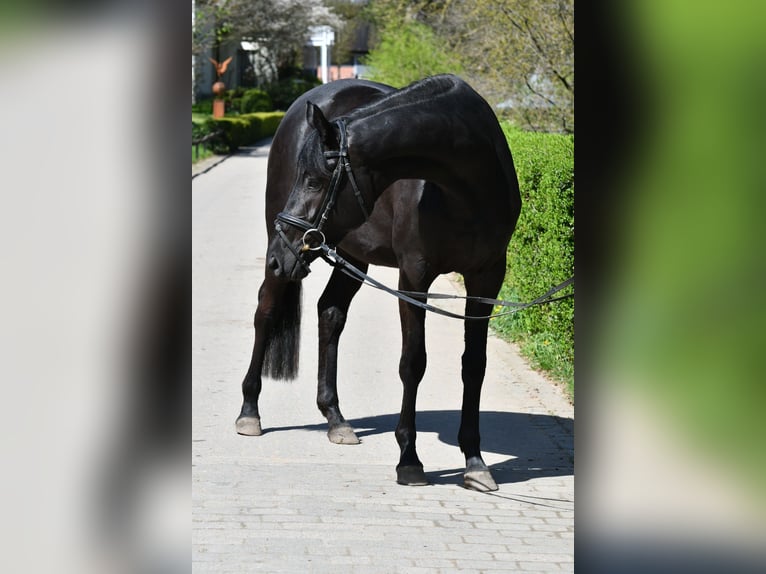 Trakehner Giumenta 3 Anni 166 cm Morello in Grebin
