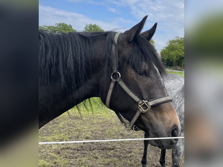 Trakehner Giumenta 3 Anni 167 cm Può diventare grigio in Vechta