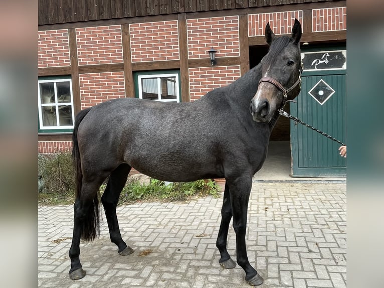 Trakehner Giumenta 3 Anni 167 cm Può diventare grigio in Vechta