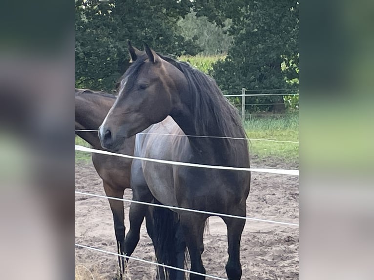 Trakehner Giumenta 3 Anni 167 cm Può diventare grigio in Vechta