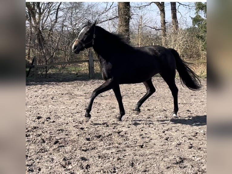 Trakehner Giumenta 3 Anni 167 cm Può diventare grigio in Vechta