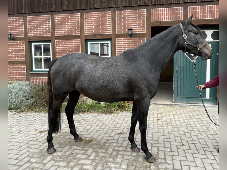 Trakehner Giumenta 3 Anni 167 cm Può diventare grigio in Vechta