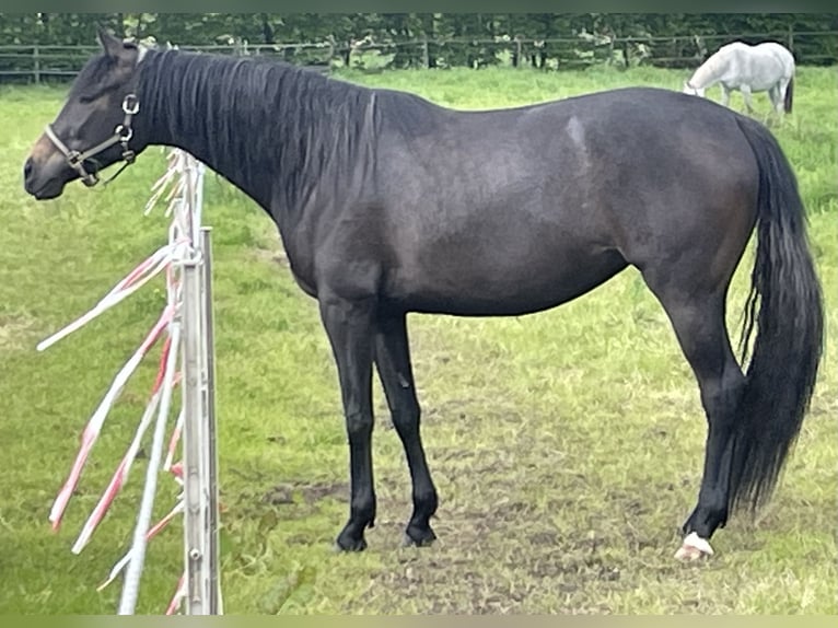 Trakehner Giumenta 3 Anni 167 cm Può diventare grigio in Vechta