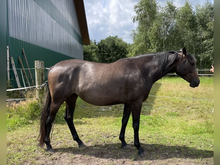 Trakehner Giumenta 3 Anni 167 cm Può diventare grigio in Vechta