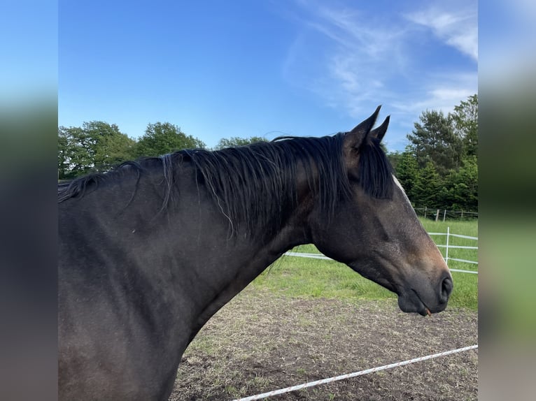 Trakehner Giumenta 3 Anni 167 cm Può diventare grigio in Vechta