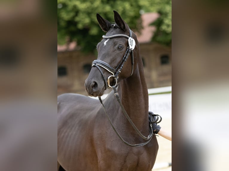 Trakehner Giumenta 3 Anni 168 cm Baio nero in Suhlendorf