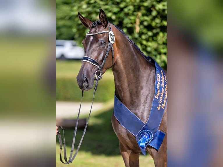 Trakehner Giumenta 3 Anni 168 cm Baio scuro in Moosach