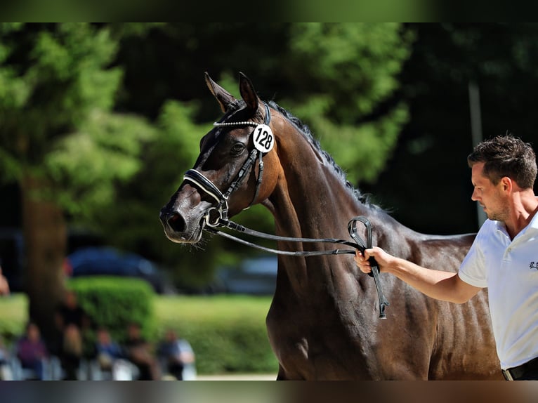 Trakehner Giumenta 3 Anni 168 cm Baio scuro in Moosach
