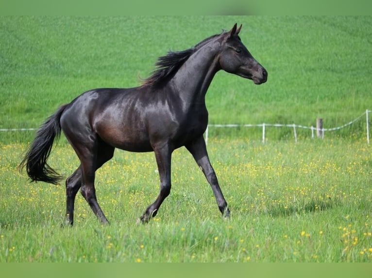 Trakehner Giumenta 3 Anni 168 cm Morello in Schotten
