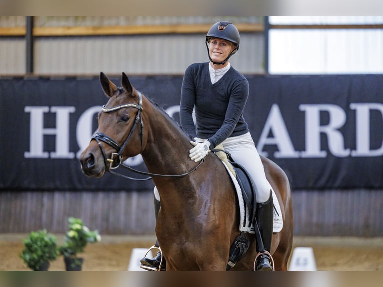 Trakehner Giumenta 3 Anni 169 cm Baio in Neumünster